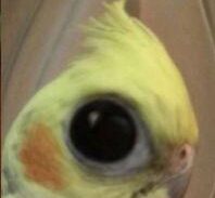 Imagem do grupo de WhatsApp  Cenas Lamentáveis 