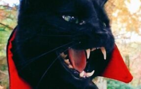 Imagem do grupo de WhatsApp Va𝘮𝘱𝘪𝘳𝘦’𝘴 𝘤𝘰𝘮𝘮𝘶𝘯𝘪𝘵𝘺 