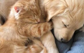 Imagem do grupo de WhatsApp Cuidados com seu pet