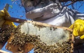 Imagem do grupo de WhatsApp Apicultura para iniciantes