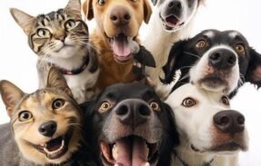 Imagem do grupo de WhatsApp MÃES/PAIS DE PETS