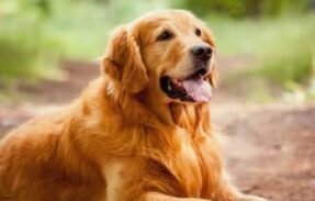 Imagem do grupo de WhatsApp TUDO SOBRE PETS
