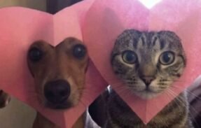 Imagem do grupo de WhatsApp Cuidados com pets