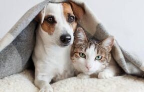 Imagem do grupo de WhatsApp Saúde Dos Animais