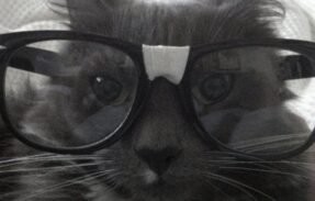 Imagem do grupo de WhatsApp Clube dos Gatos Rebeldes