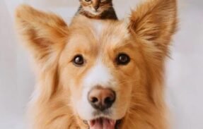 Imagem do grupo de WhatsApp TUDO PARA PETS 