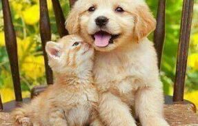 Imagem do grupo de WhatsApp Vida saudável para pet