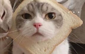 Imagem do grupo de WhatsApp Comunidade COMINGES 