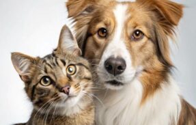 Imagem do grupo de WhatsApp Alimentação saudável do seu pet