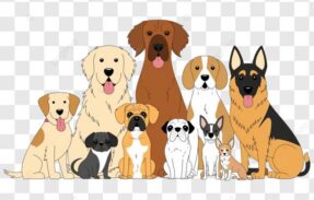 Imagem do grupo de WhatsApp Salvador OLX compras e venda de animais