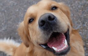 Imagem do grupo de WhatsApp O melhor para seu pet é aqui