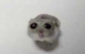 Imagem do grupo de WhatsApp ᥴᥙᥣ𝗍᥆ ძ᥆ rᥲ𝗍іᥒ‡
