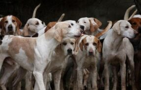 Imagem do grupo de WhatsApp Clube dos Pets