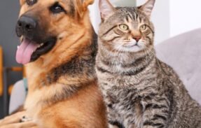 Imagem do grupo de WhatsApp Cantinho pet