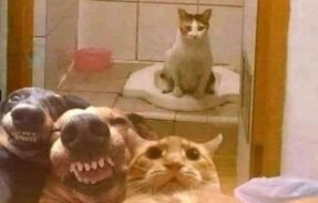 Imagem do grupo de WhatsApp JOGANDO CONVERSA FORA