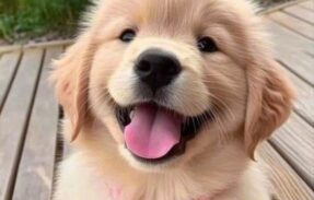 Imagem do grupo de WhatsApp  pets