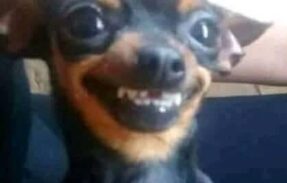 Imagem do grupo de WhatsApp ACHADINHOS