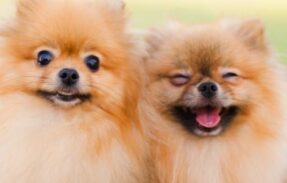 Imagem do grupo de WhatsApp Receitas incríveis para pets