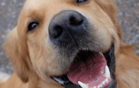 Imagem do grupo de WhatsApp Aprenda a fórmula para deixa seu cão saudável 