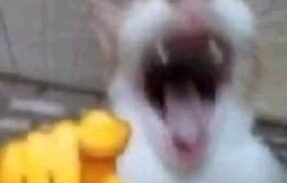 Imagem do grupo de WhatsApp  𝐀𝐦𝐢𝐳𝐚𝐝𝐞𝐬 𝟏.𝟎 