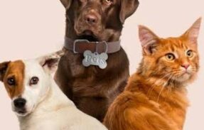 Imagem do grupo de WhatsApp GRUPO DE PETS