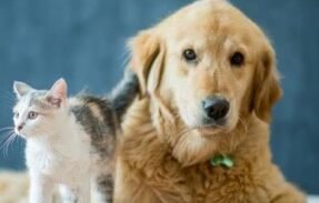 Imagem do grupo de WhatsApp Amantes de pets