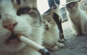 Imagem do grupo de WhatsApp  TROPA DA 999