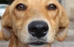 Imagem do grupo de WhatsApp Cuide de seu bichinho ️
