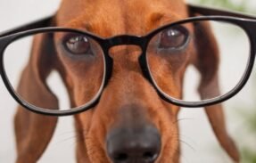 Imagem do grupo de WhatsApp Especialização em Pets