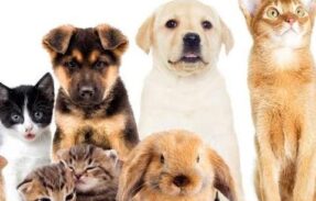 Imagem do grupo de WhatsApp +saúde para seus pets