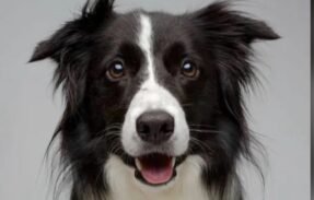 Imagem do grupo de WhatsApp Dica para pets