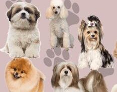 Imagem do grupo de WhatsApp PET SHOP 