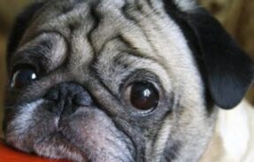 Imagem do grupo de WhatsApp 30 receitas saudáveis e praticas que salvam a vida do seu pet.