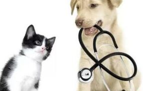 Imagem do grupo de WhatsApp Animais gatos e Cães