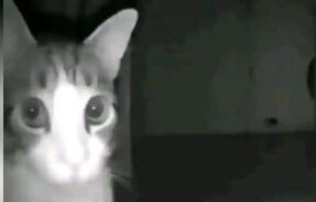 Imagem do grupo de WhatsApp Surto coletivo