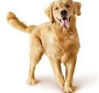 Imagem do grupo de WhatsApp Mais Saúde para Seu Pet ️