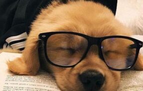 Imagem do grupo de WhatsApp ~𝙋𝙚𝙩𝙨 𝙨𝙖𝙪𝙙𝙖𝙫é𝙞𝙨