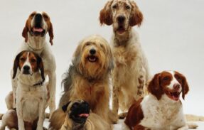 Imagem do grupo de WhatsApp 30 DICAS DE ALIMENTAÇÃO PARA SEU PET 