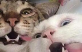 Imagem do grupo de WhatsApp Adolescentes