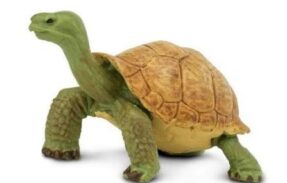 Imagem do grupo de WhatsApp Só quem é tartaruga(Tio)-(SP)