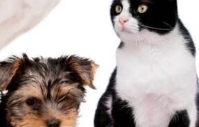 Imagem do grupo de WhatsApp Pets mais saudáveis