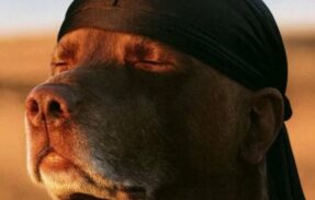 Imagem do grupo de WhatsApp Sticker Verse