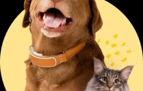 Imagem do grupo de WhatsApp Receitas saudáveis para pets
