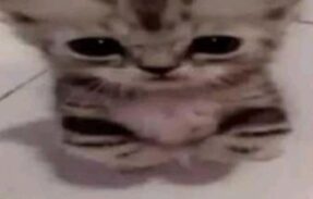 Imagem do grupo de WhatsApp Bordel aleatório 𝗓𐰁