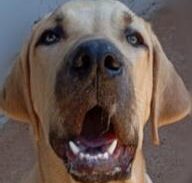 Imagem do grupo de WhatsApp Pets animais