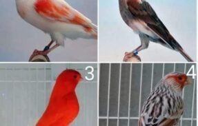 Brik e venda de todos os tipos de animais , aves e traia de pesca