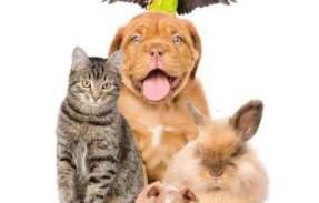 Imagem do grupo de WhatsApp ANIMAIS JUNTOS 