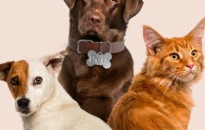Imagem do grupo de WhatsApp Alimentação saudável para seu pet