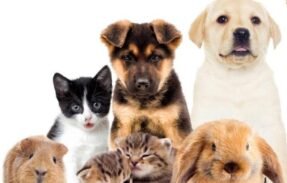 Imagem do grupo de WhatsApp Receita para pets