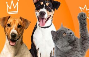 Imagem do grupo de WhatsApp Grupo dos animais